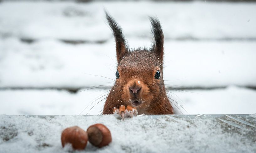 Eichhörnchen im Schnee von Fineblick