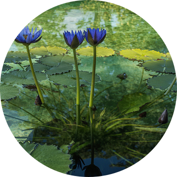 Blauwe lelies in een vijver van Rick Van der Poorten