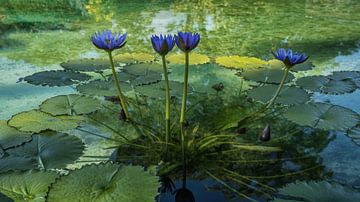 Blue lilies in a pond by Rick Van der Poorten