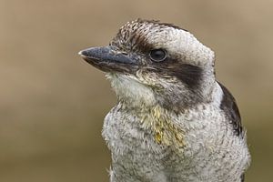 De stille blik van de Gewone Kookaburra.