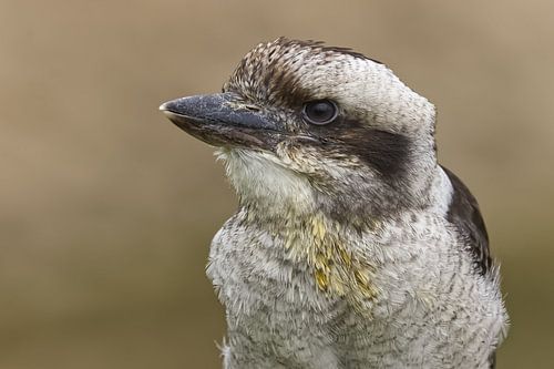 Le regard silencieux du kookaburra commun. sur Robert Jan Smit