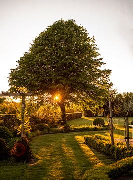 Großer Baum im Hinterhof mit untergehender Sonne zwischen den Ästen von Margriet Hulsker