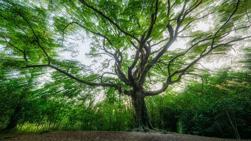 Baum des Jahres 2019. Hexenbaum in Bladel. von PvdH Fotografie