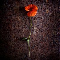 The poppy
