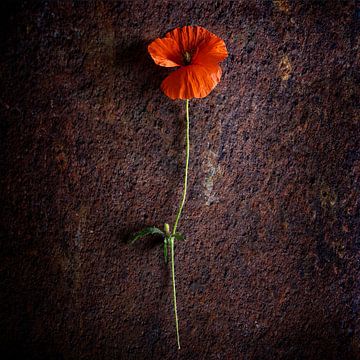 Le coquelicot sur Sandra Schmidt