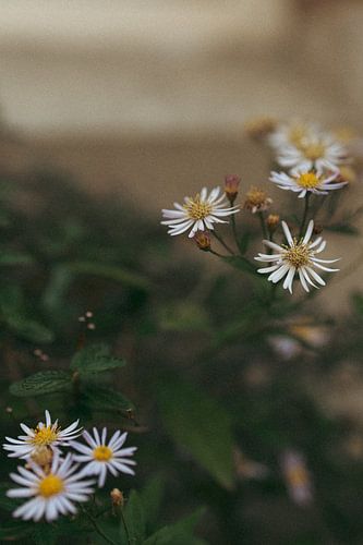 Bloemen in de stad van Daisy Tuinder