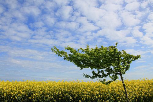 Windflüchter im Rapsfeld