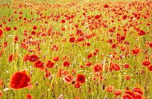 Mohnblumen