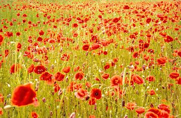 Mohnblumen von Harry Punter