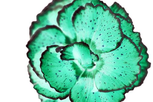 Fine art inverted leaf in green by Ronald Smits