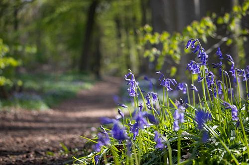 Neigembos wilde hyacinten, België