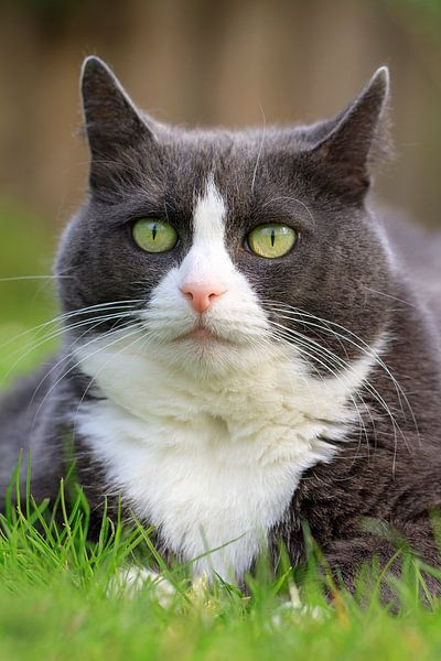 Lente portret van de poes von Dennis van de Water