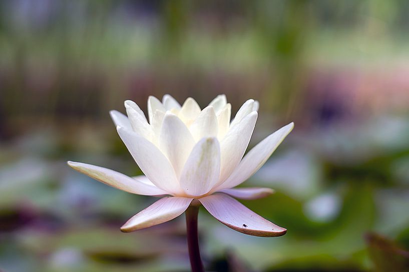 Nénuphar par Humphry Jacobs