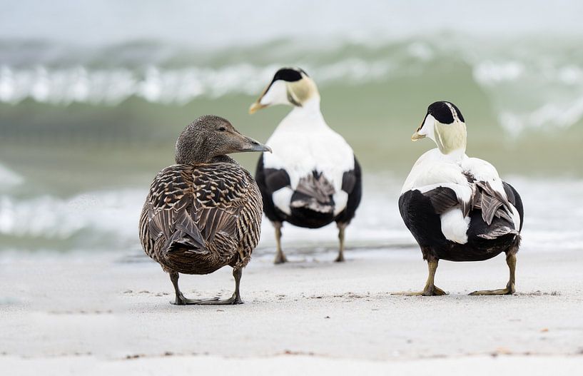 Eider ducks, who doesn't know them.... by Cynthia Plug
