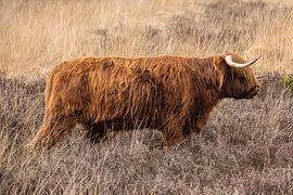 Scottish Highlander Cow by Brian Morgan