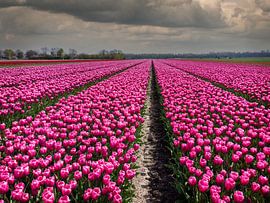 Purple flowering tulips in bulb field in Holland by Robin Jongerden