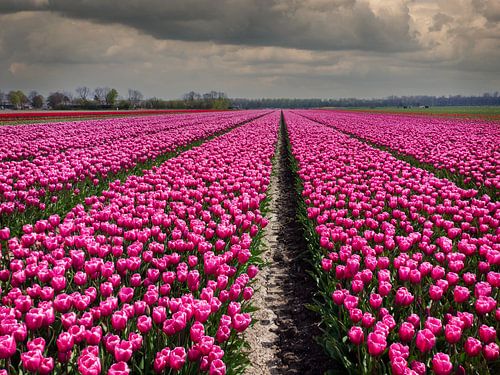 Paars bloeiende tulpen in bollenveld in Nederland