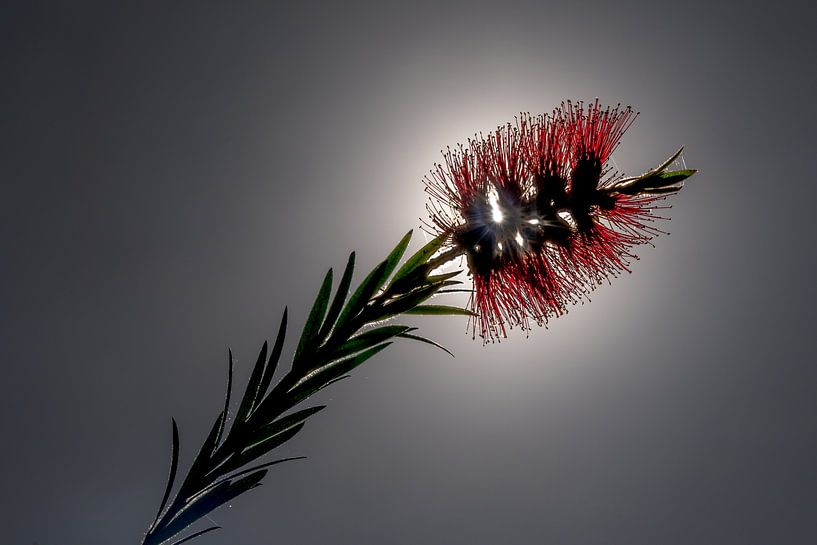 Im Gegenlicht von Denis Feiner