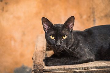Een zwarte kat in Meknès, Marokko van Tobias van Krieken