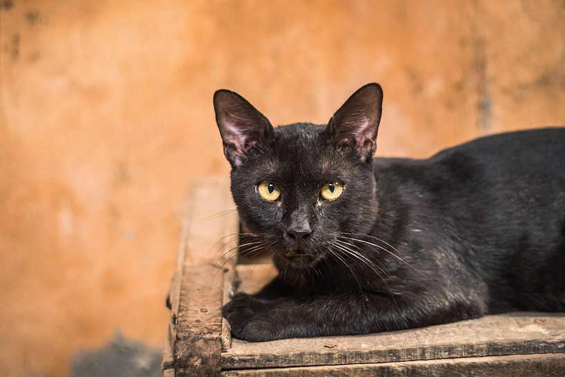 Un chat noir à Meknès, Maroc par Tobias van Krieken