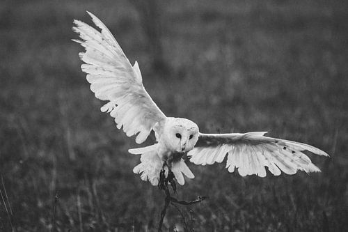 Sneeuw uil tijdens een demonstratie van een valkenier in Nederland