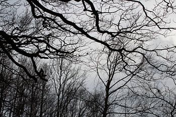 Vogels in bos bij Katlijker Schar
