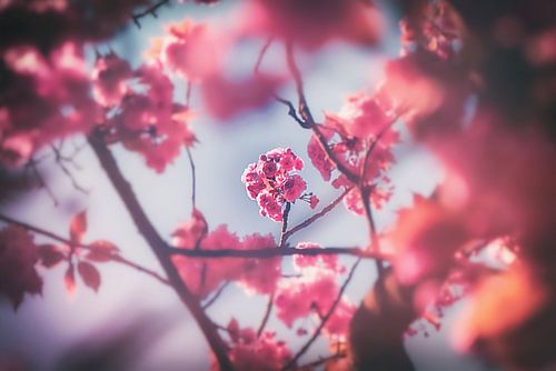 Japanse kers - sierkersenbomen in de botanische tuin in Duisburg