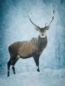 december romance II