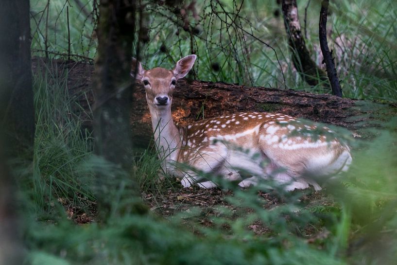 Little damsel lying on a bed of moss by Herman Troost fotowerk