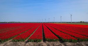 Birnenfeld in Der Flevoland-Polder