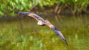 Cerf-volant rouge volant.