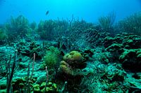 Kijkje in de onderwaterwereld van het Caribisch gebied
