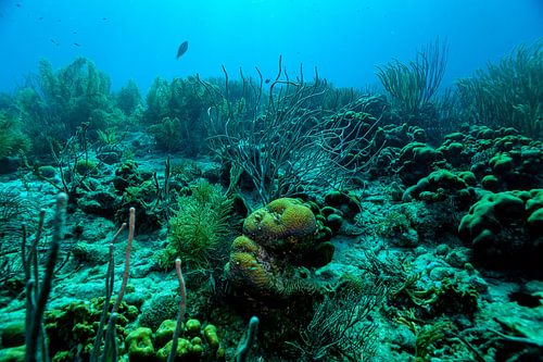 View into the underwater world of the Caribbean Sea