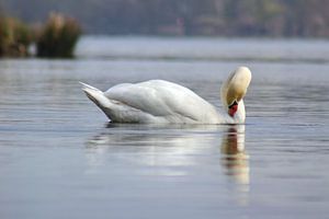 Cygne muet