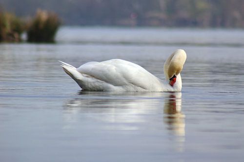 Cygne muet