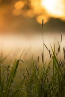 Morgenstond Heeft Goud In De Mond