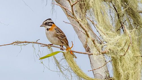 Roodkraaggors, Curaçao.