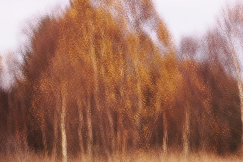 Autumn in the High Fens by Astrid Brouwers