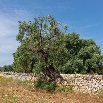 Olijfboom in muur, zuid Italië