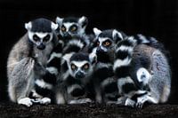 The Catta-Gang