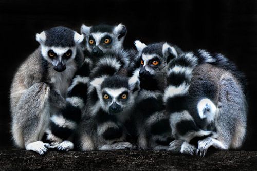 The Catta-Gang by Joachim G. Pinkawa