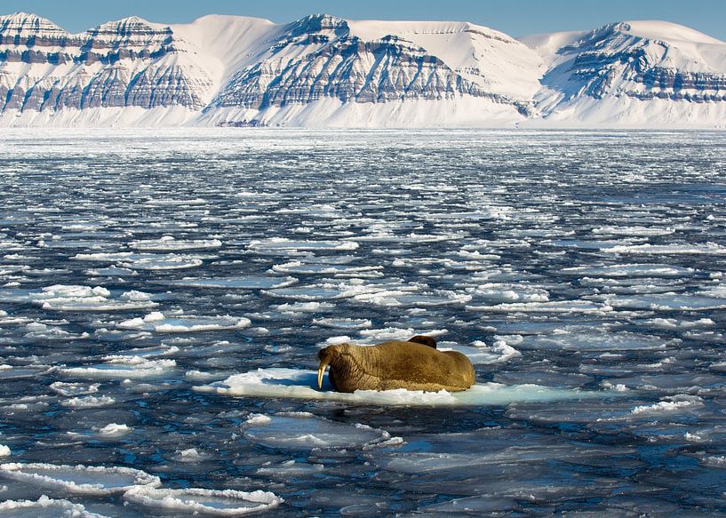 Walross auf Spitzbergen von Wim den Besten