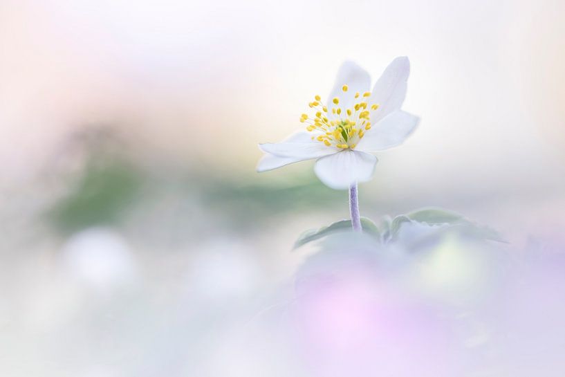 The first Woodanemone by Bob Daalder