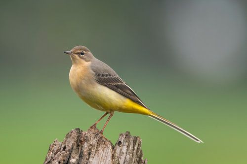Grote gele kwikstaart
