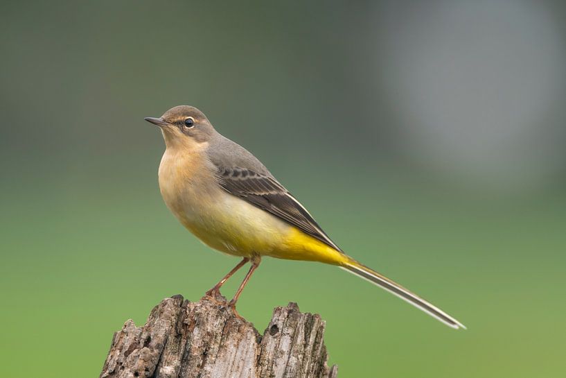 Große gelbe Bachstelze von Sven Scraeyen