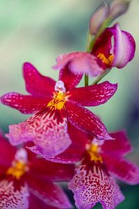 Orchideen Rispe