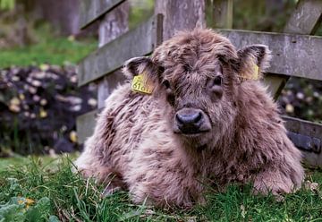 reclining calf by Ragonda Mol