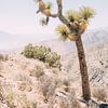 Joshua Tree von Patrycja Polechonska