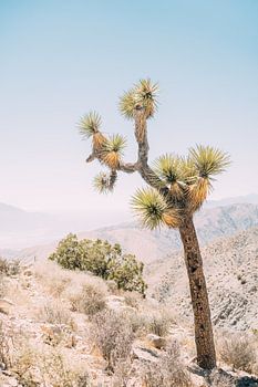 Joshua Tree