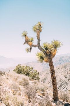 Joshua Tree van Patrycja Polechonska